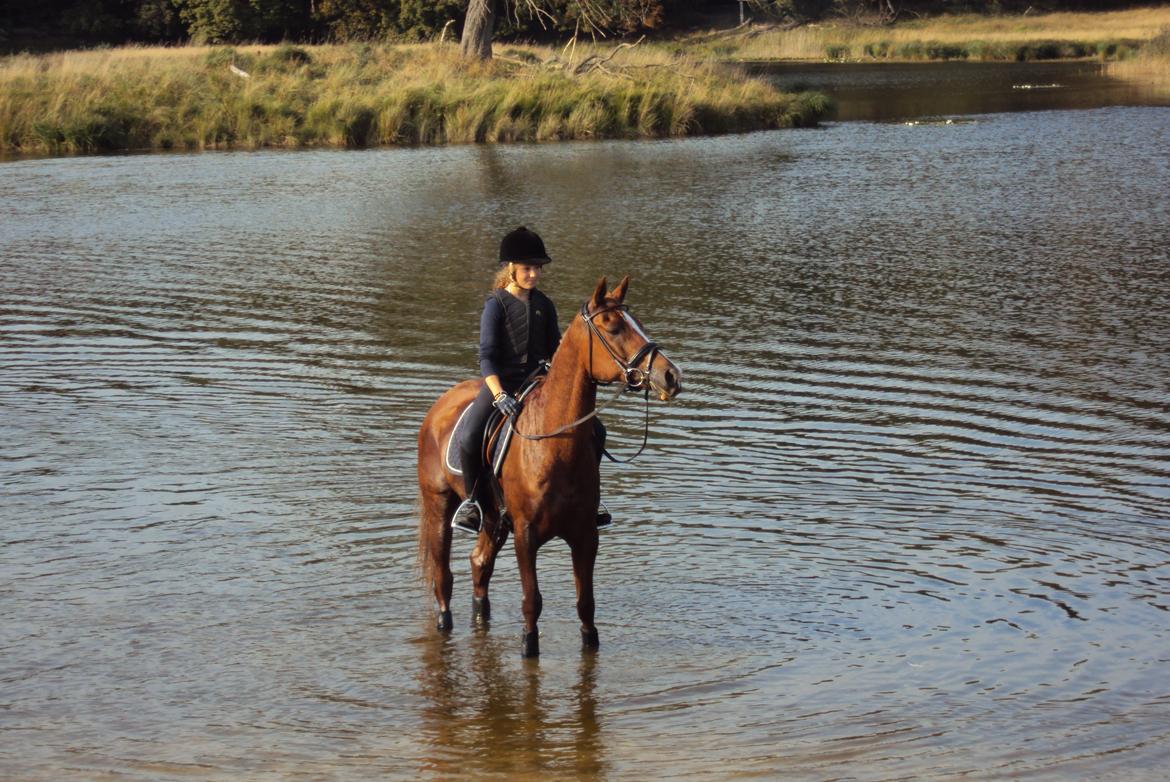 Anden særlig race Chico B-pony - Dejlig skovtur i sommer 2012 billede 18