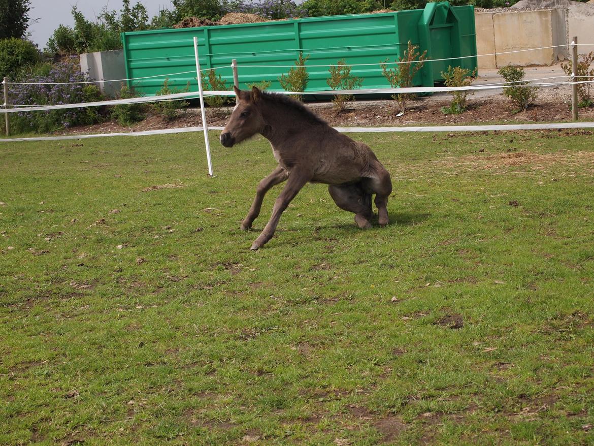 Islænder Gæfa fra Tjørnegården billede 12