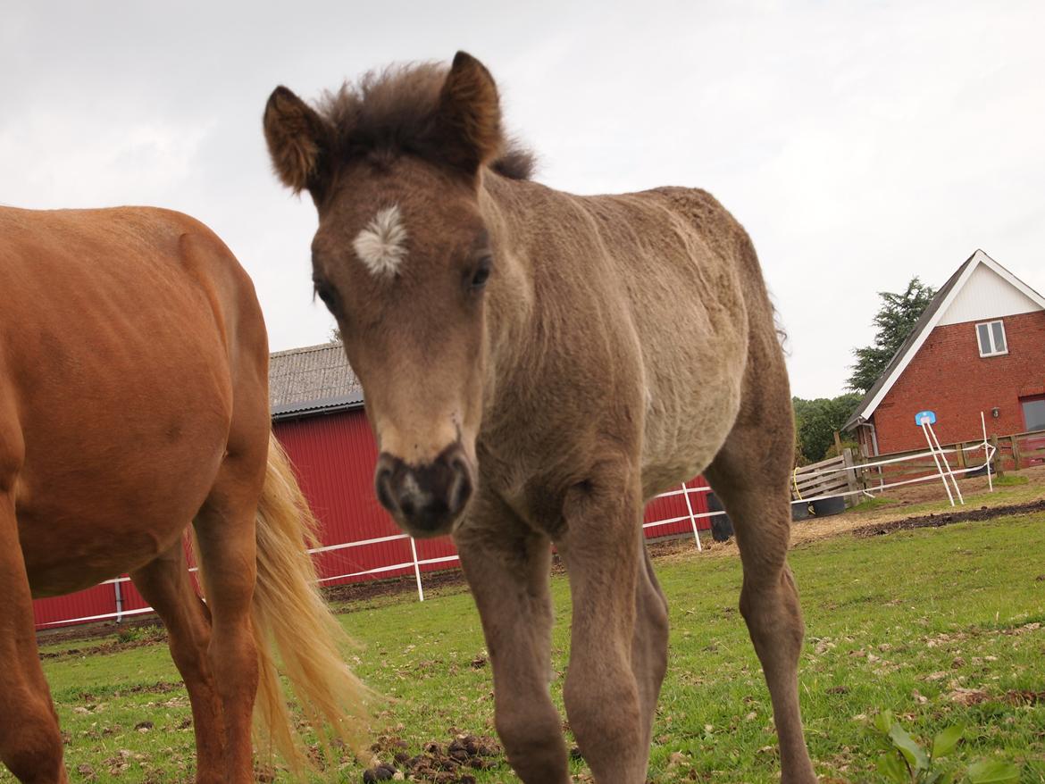 Islænder Gæfa fra Tjørnegården billede 13