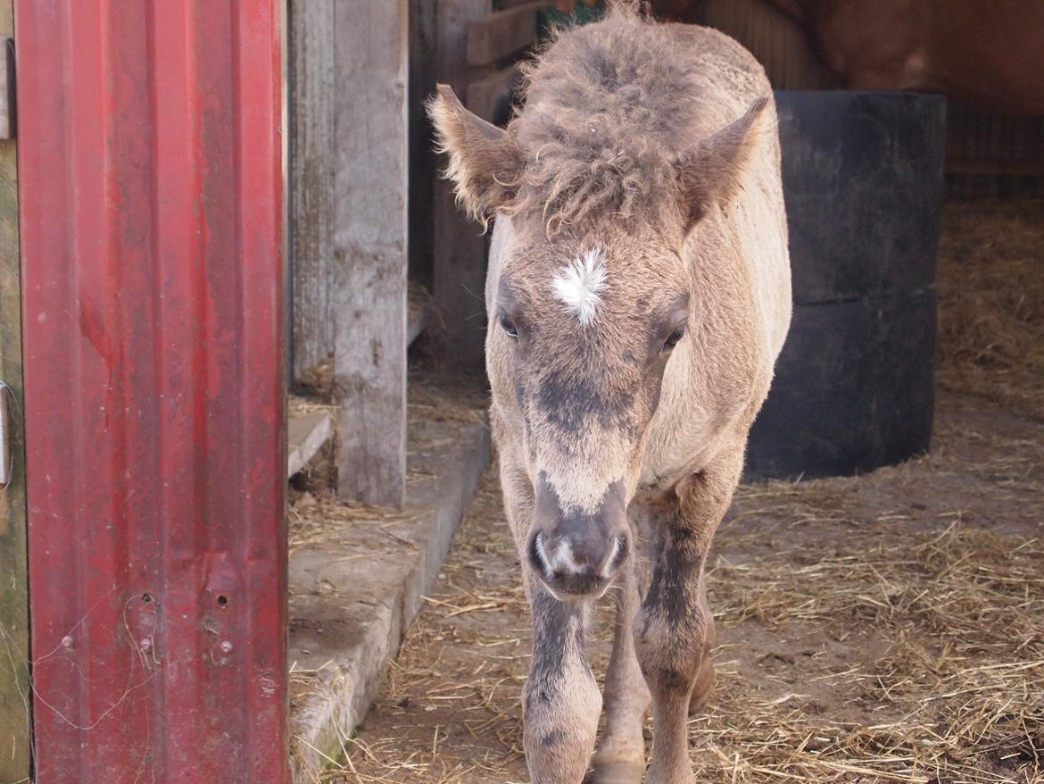 Islænder Gæfa fra Tjørnegården billede 14