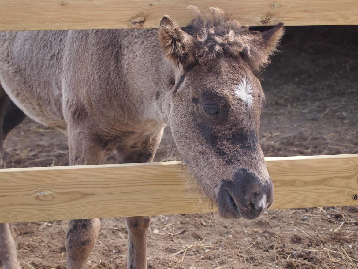 Islænder Gæfa fra Tjørnegården billede 15