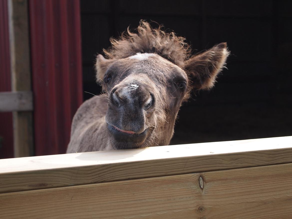 Islænder Gæfa fra Tjørnegården billede 1