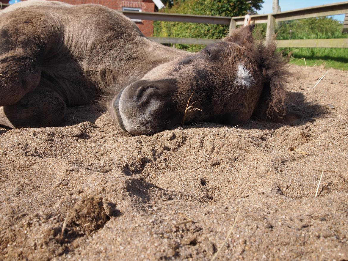 Islænder Gæfa fra Tjørnegården billede 16