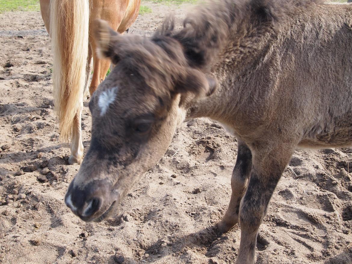 Islænder Gæfa fra Tjørnegården billede 17