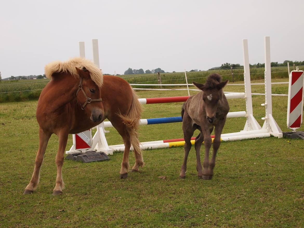 Islænder Gæfa fra Tjørnegården billede 18