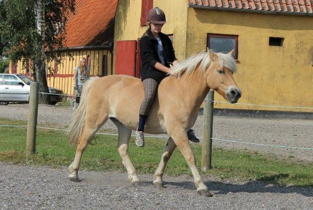 Anden særlig race Buller - Linjedage med Mia Nielsen :-)
- Her red vi uden udstyr i roundpennen i alle gangarter. Fantastisk oplevelse <3 billede 3