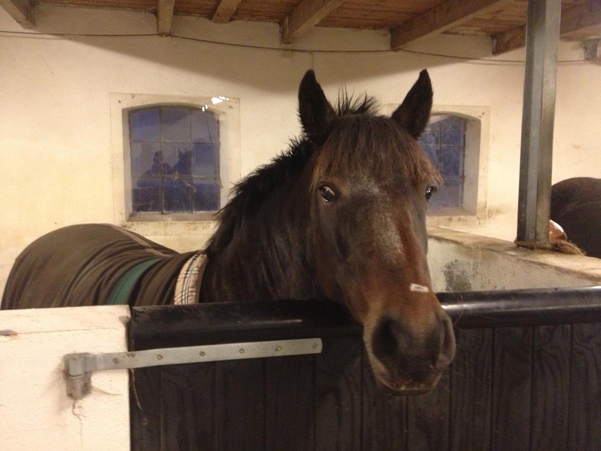 New Forest • Shila • - Shila D. 5/10-2O12 billede 3