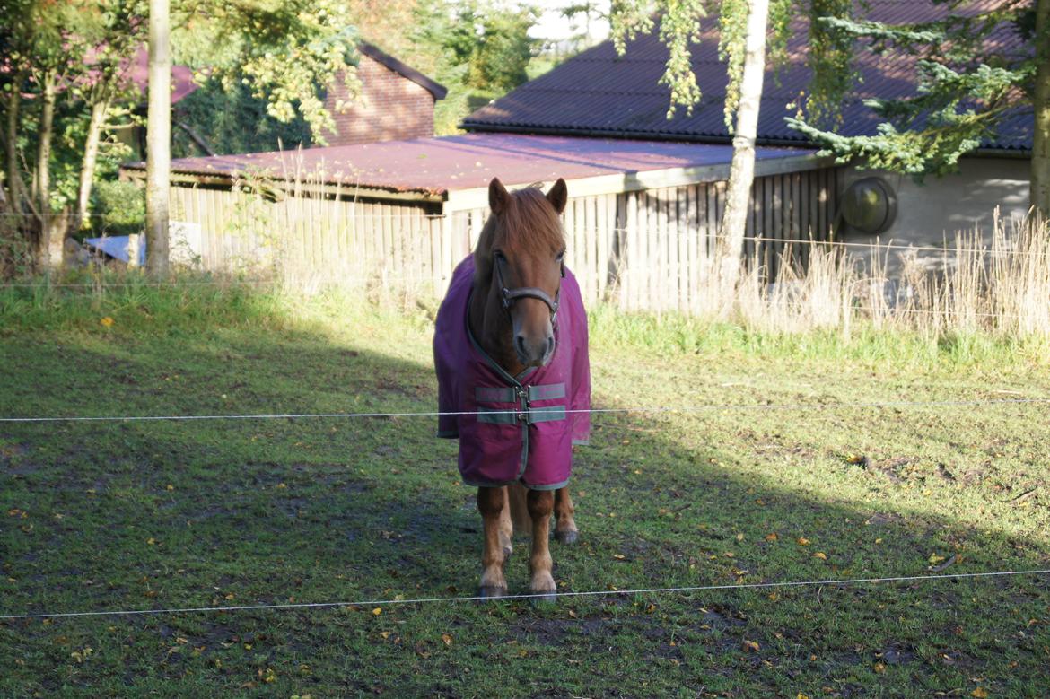 Anden særlig race Rosa - Smukke Rosa<3<3<3<3<3<3 billede 4