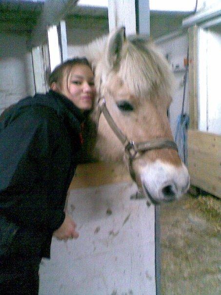 Fjordhest Ketty billede 1