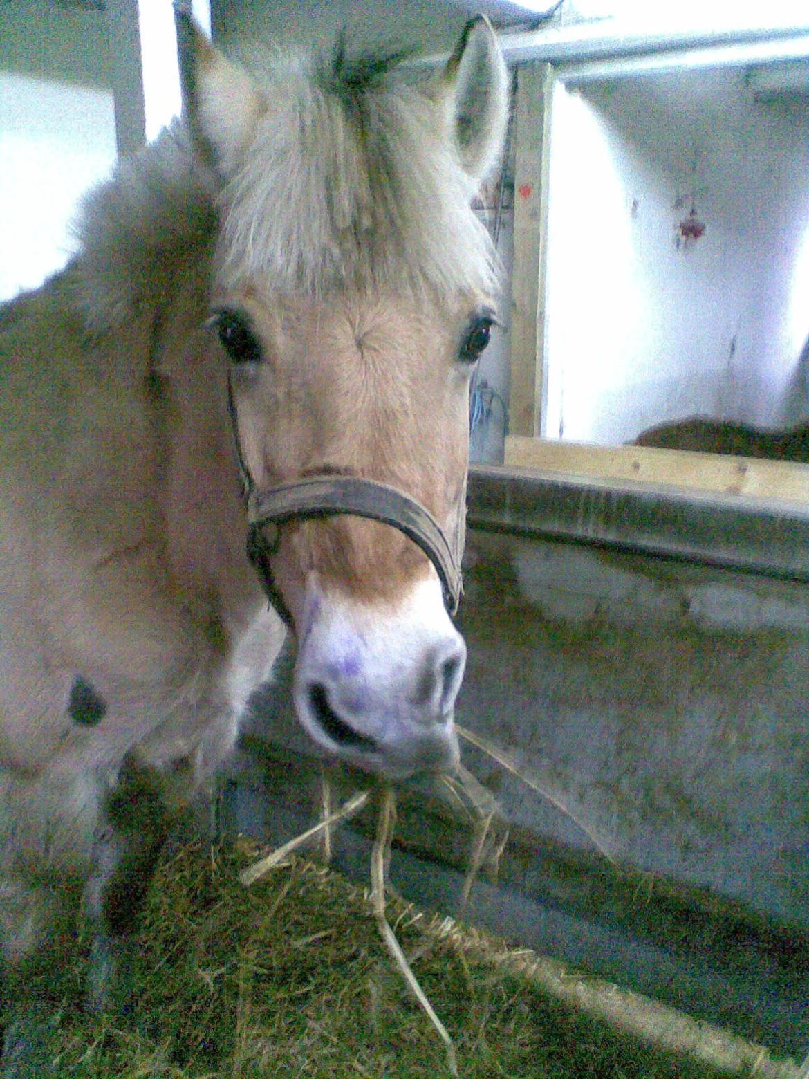 Fjordhest Ketty billede 2