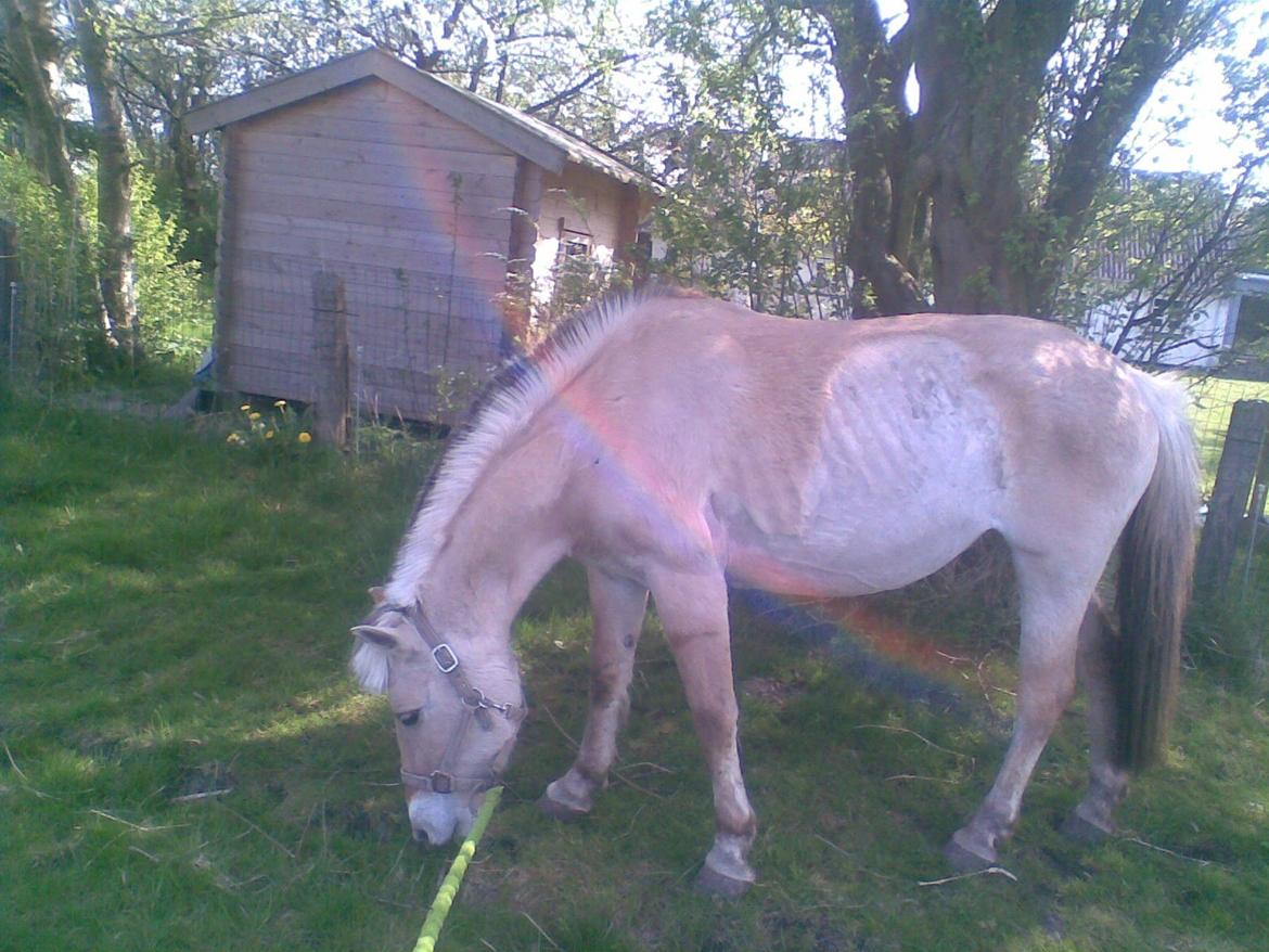 Fjordhest Ketty billede 3