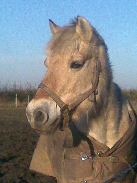 Fjordhest Ketty billede 4