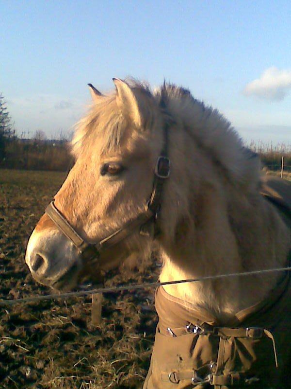 Fjordhest Ketty billede 5