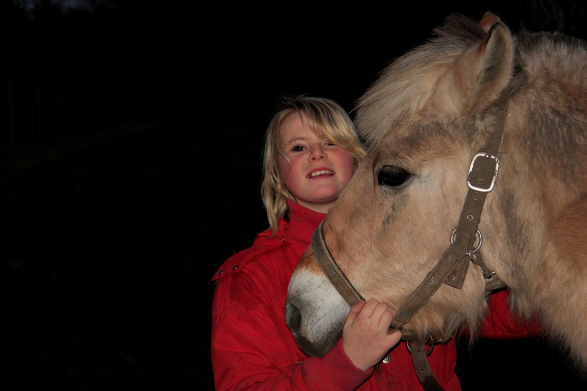 Fjordhest Ketty billede 6