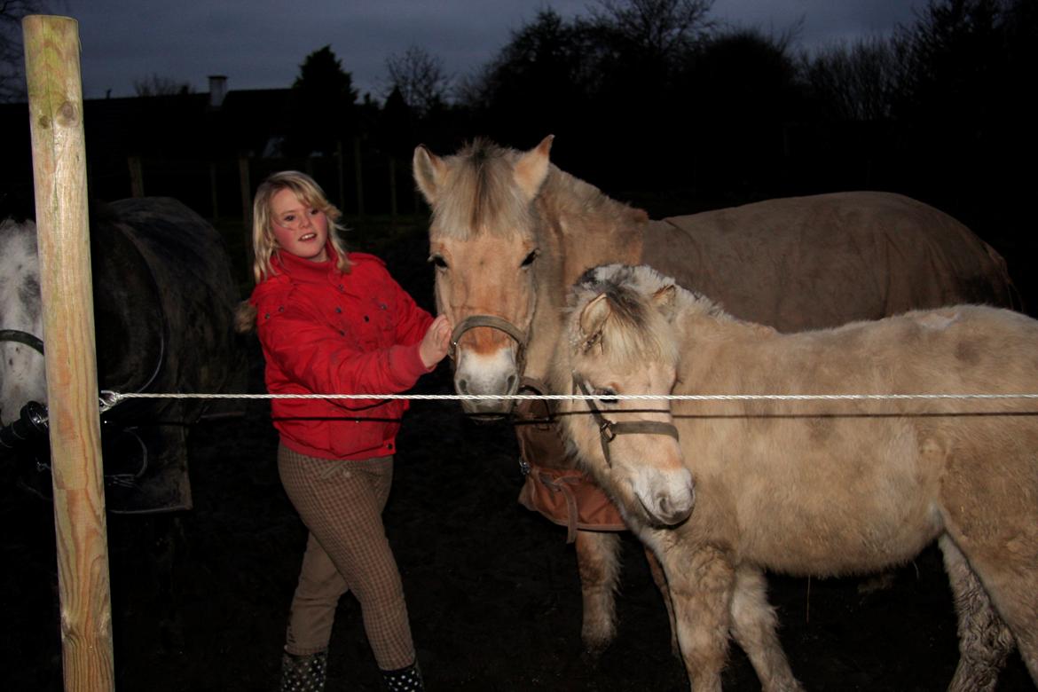 Fjordhest Ketty billede 7