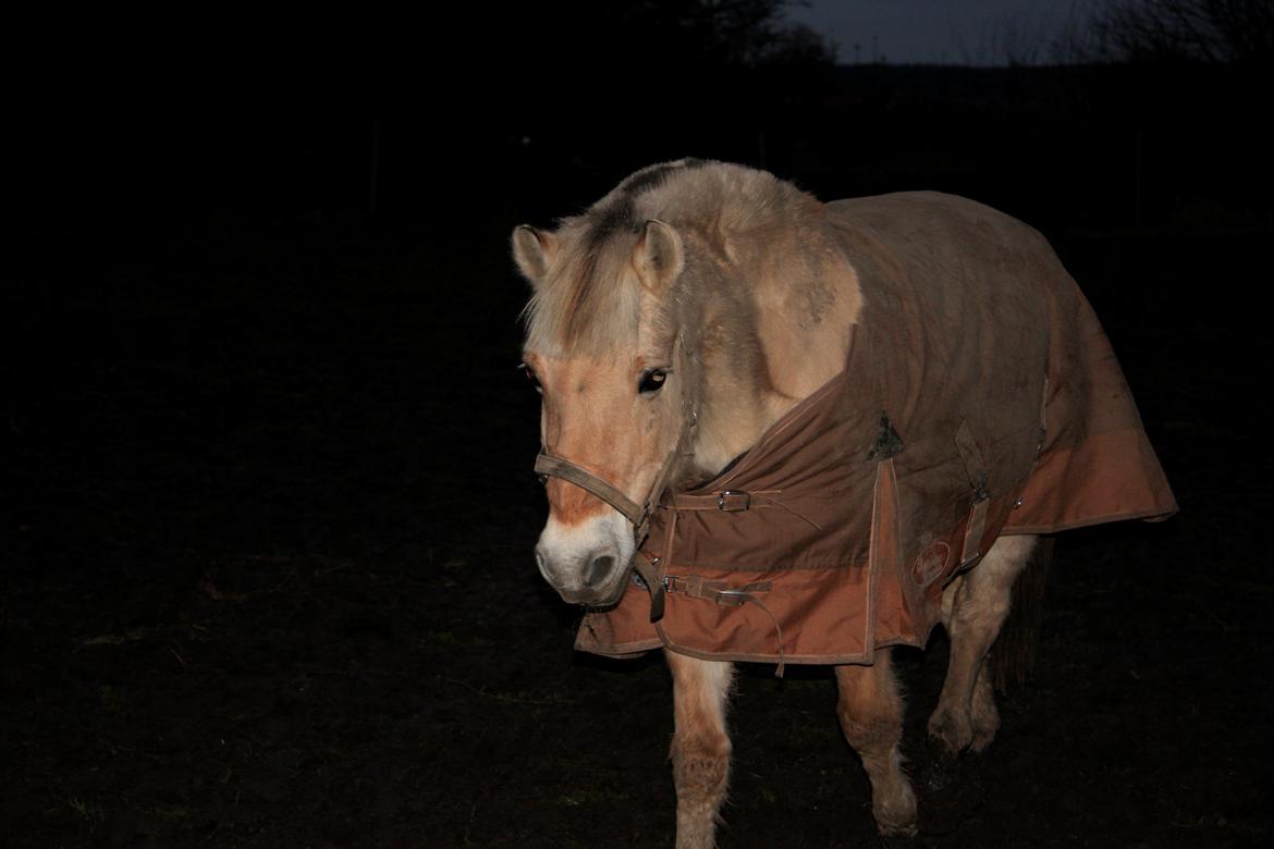 Fjordhest Ketty billede 8