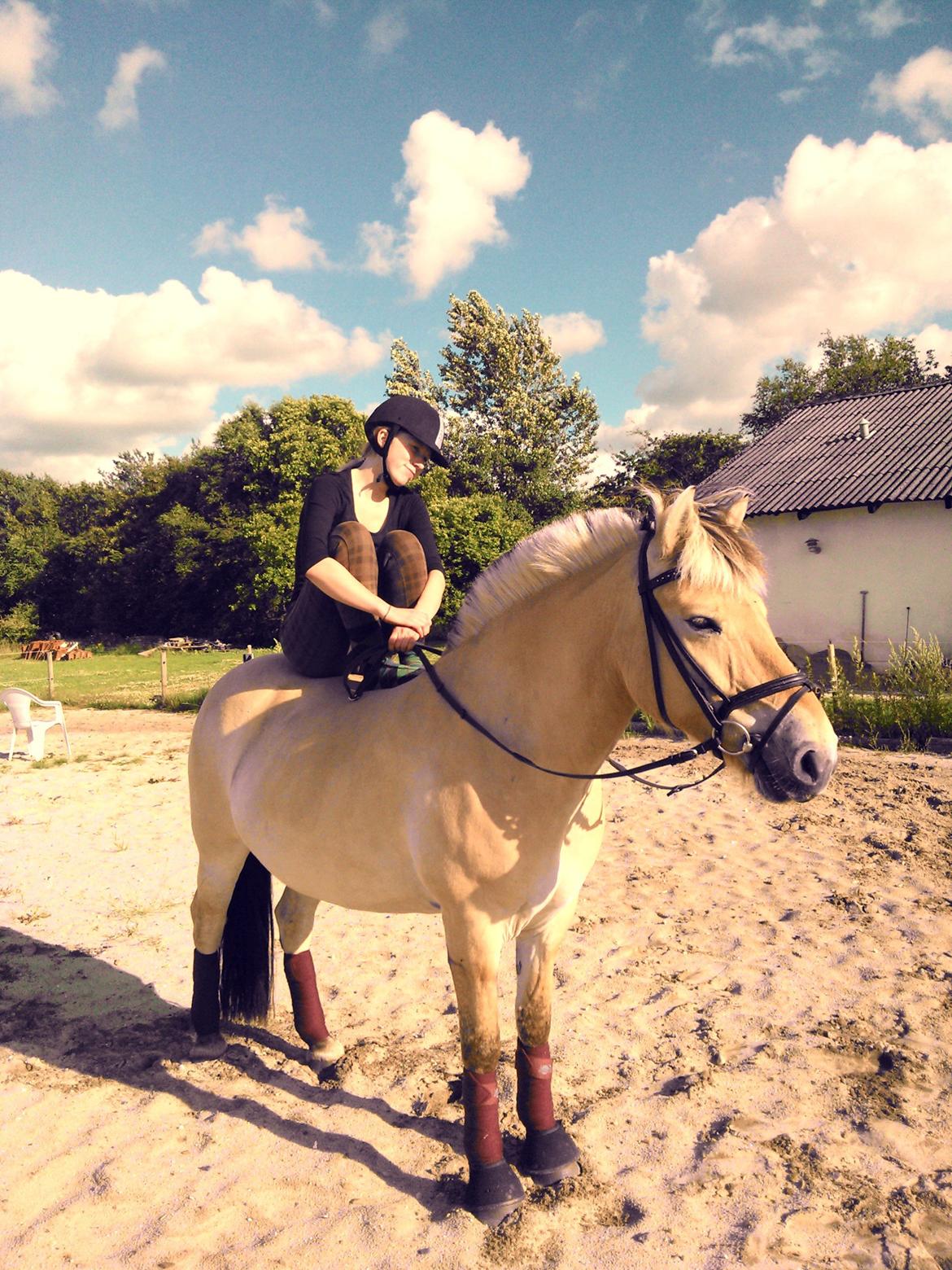 Fjordhest Freja Grønlund - Når jeg er sammen med dig, ser tingene altid meget lysere ud<3 billede 12