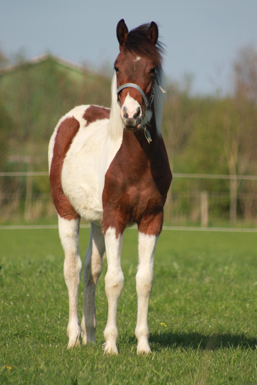 Pinto Kilgast's Assur billede 17