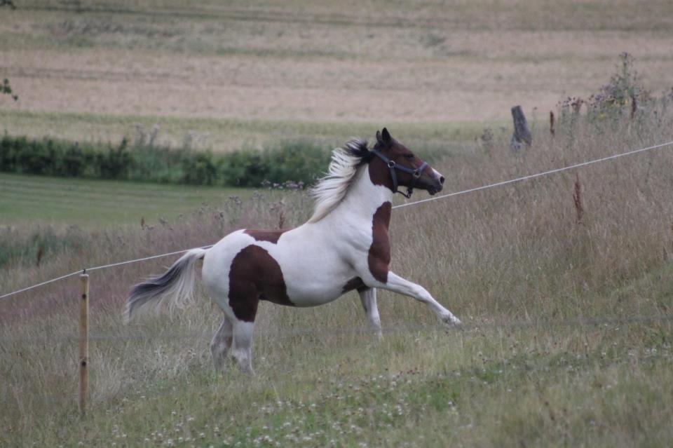 Pinto Kilgast's Assur billede 18