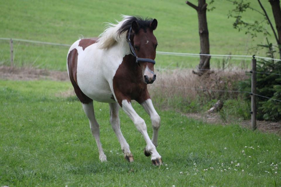 Pinto Kilgast's Assur billede 1