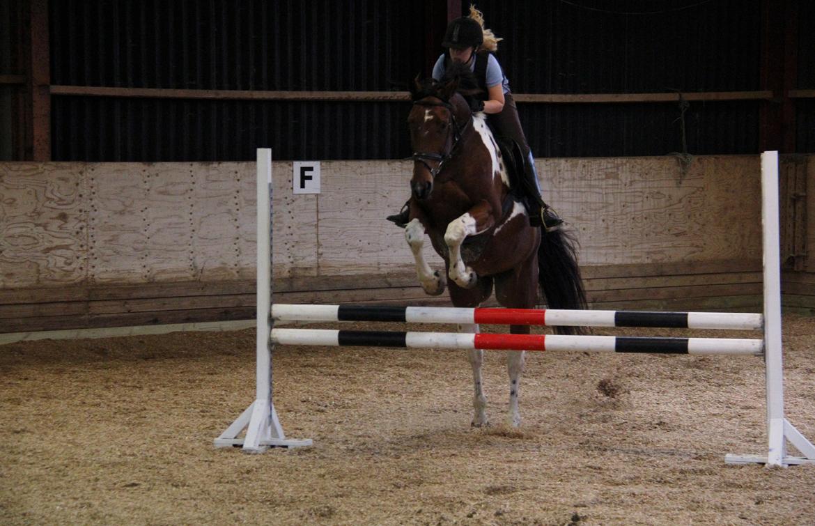 Anden særlig race Hoelgaards Yacardi Tess - D.06-10-2012 Springkursus med Ulrik Kjær billede 8