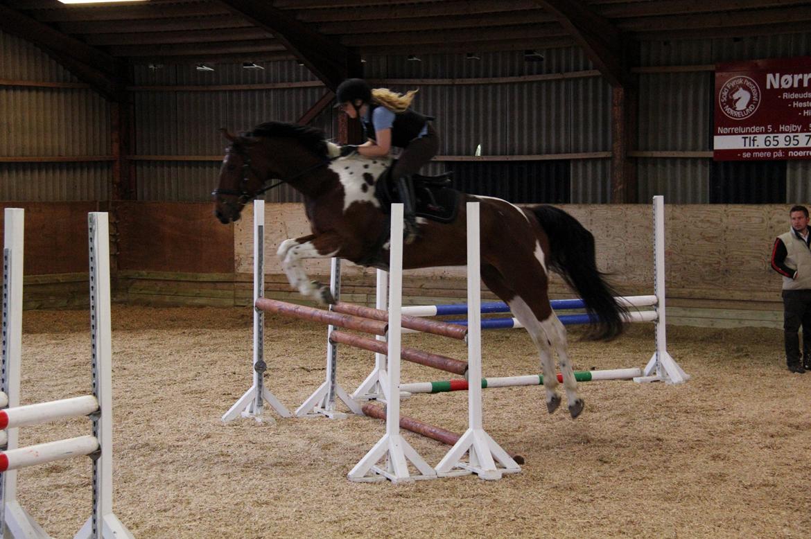 Anden særlig race Hoelgaards Yacardi Tess - D.06-10-2012 Springkursus med Ulrik Kjær billede 15