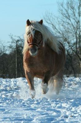 Haflinger Birch's Currin - snehest. vinter 2011. taget af: Bonnie Jensen.  billede 8