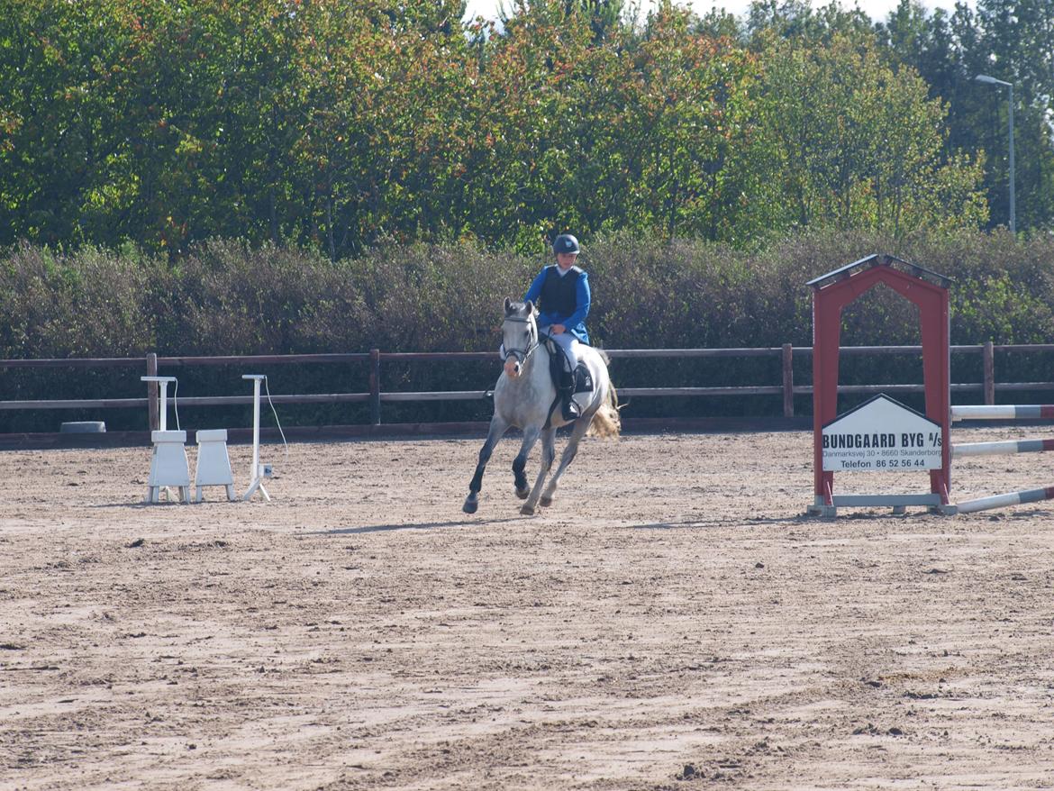 Anden særlig race Fandango (springer ) billede 18