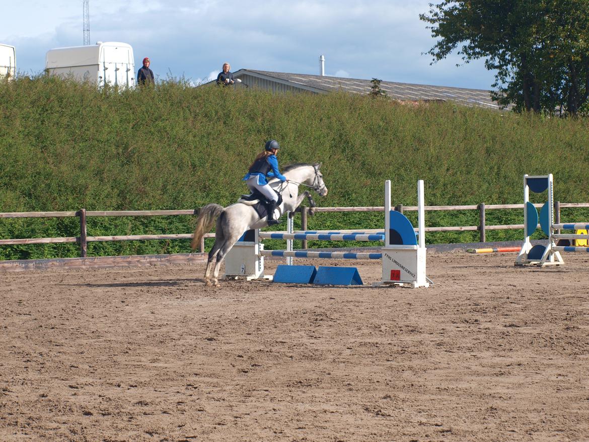 Anden særlig race Fandango (springer ) billede 19