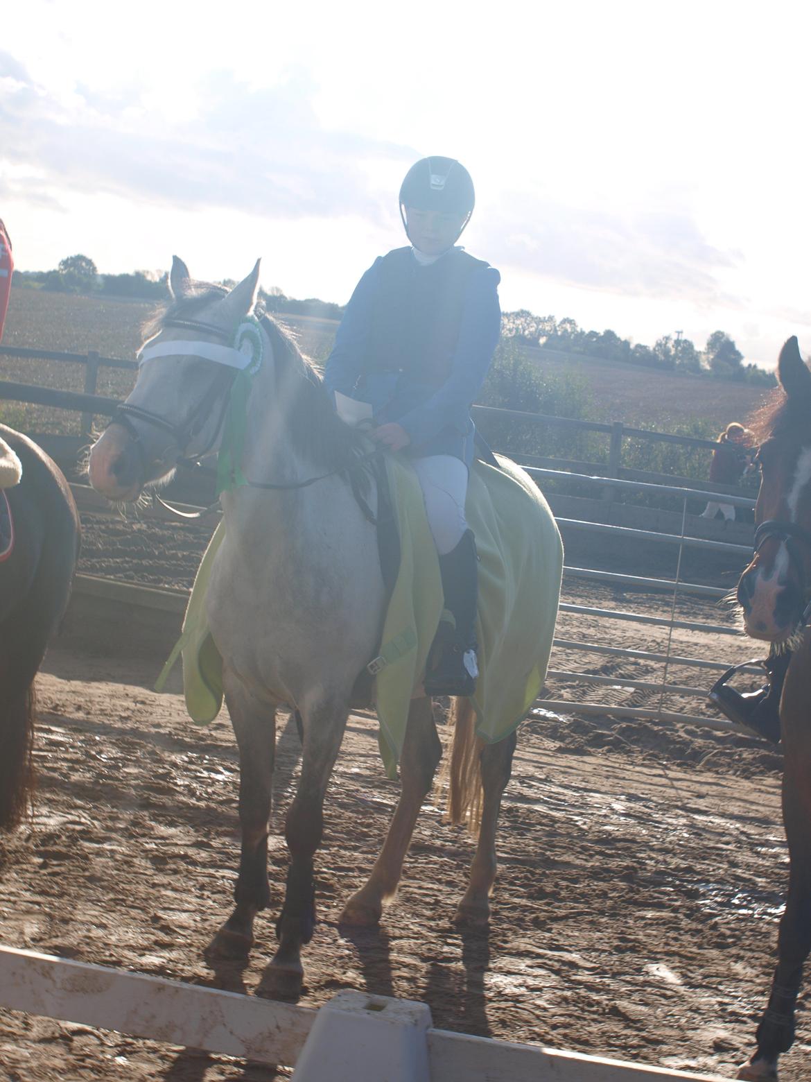 Anden særlig race Fandango (springer ) billede 20
