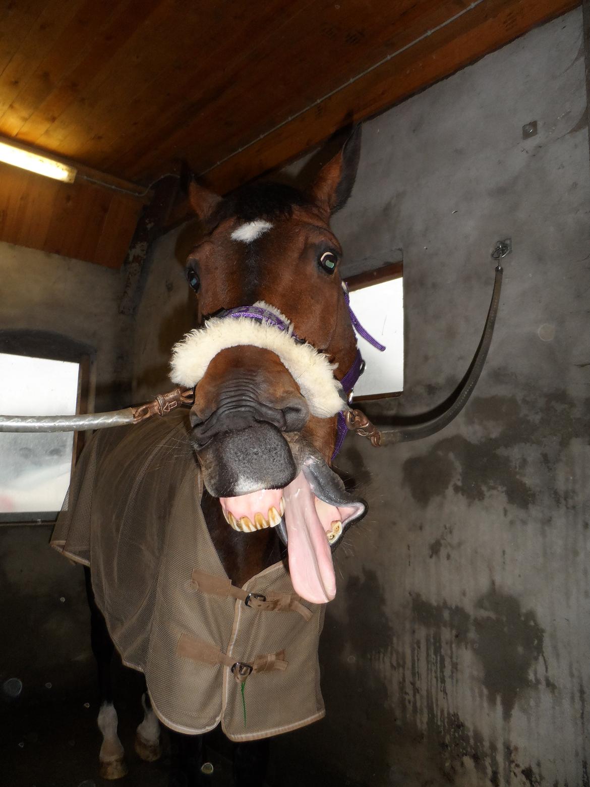 Dansk Varmblod Gredstedgårds Regitze - When life gives you a hundred reasons to cry, show life that you have a thousand reasons to smile. billede 14