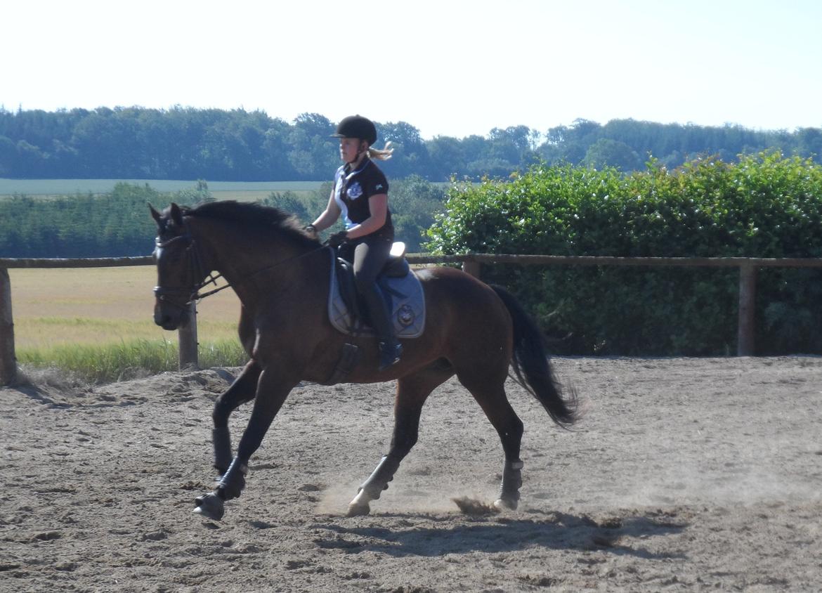 Dansk Varmblod Gredstedgårds Regitze -  A friend is someone who gives you total freedom to be yourself billede 13