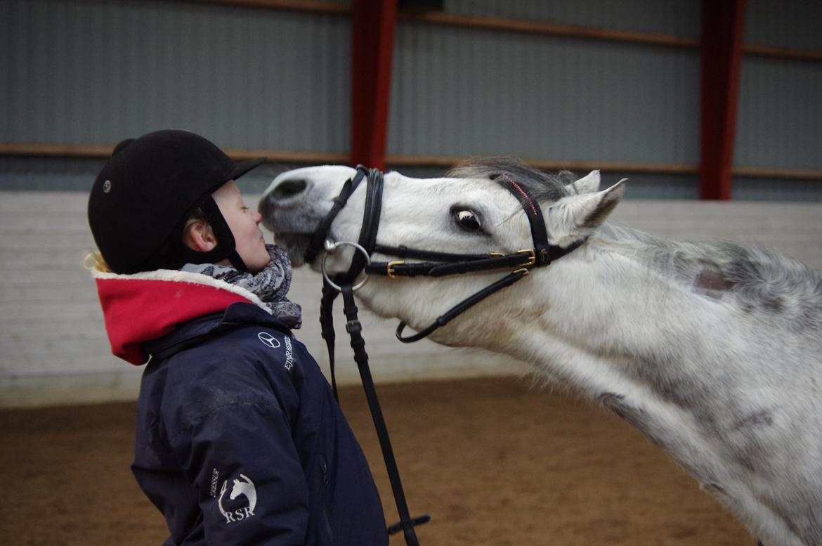 Welsh Pony (sec B) Lyngvejens Marcel  [A-pony] - Møøs :) billede 7