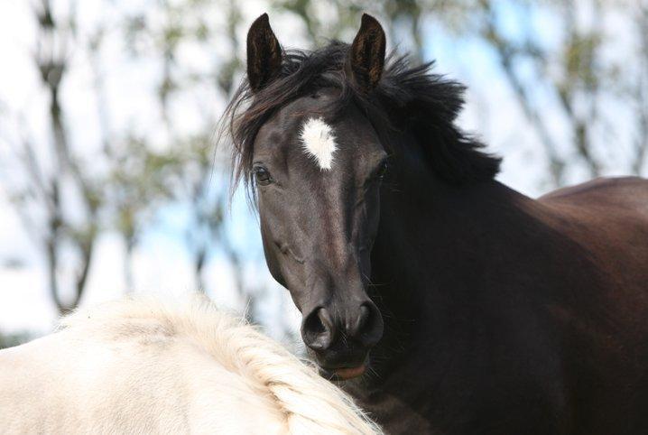New Forest Birkilds Felicia - Hej og velkommen til min profil billede 1