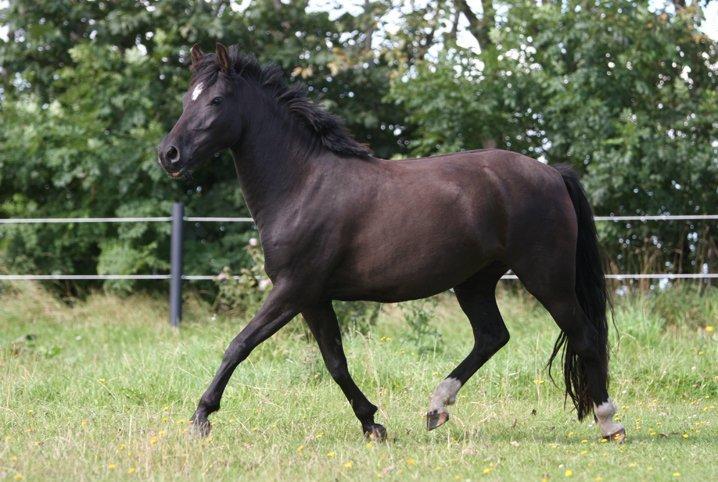 New Forest Birkilds Felicia - det er dejligt at tage sig en lille løbetur på folden billede 7