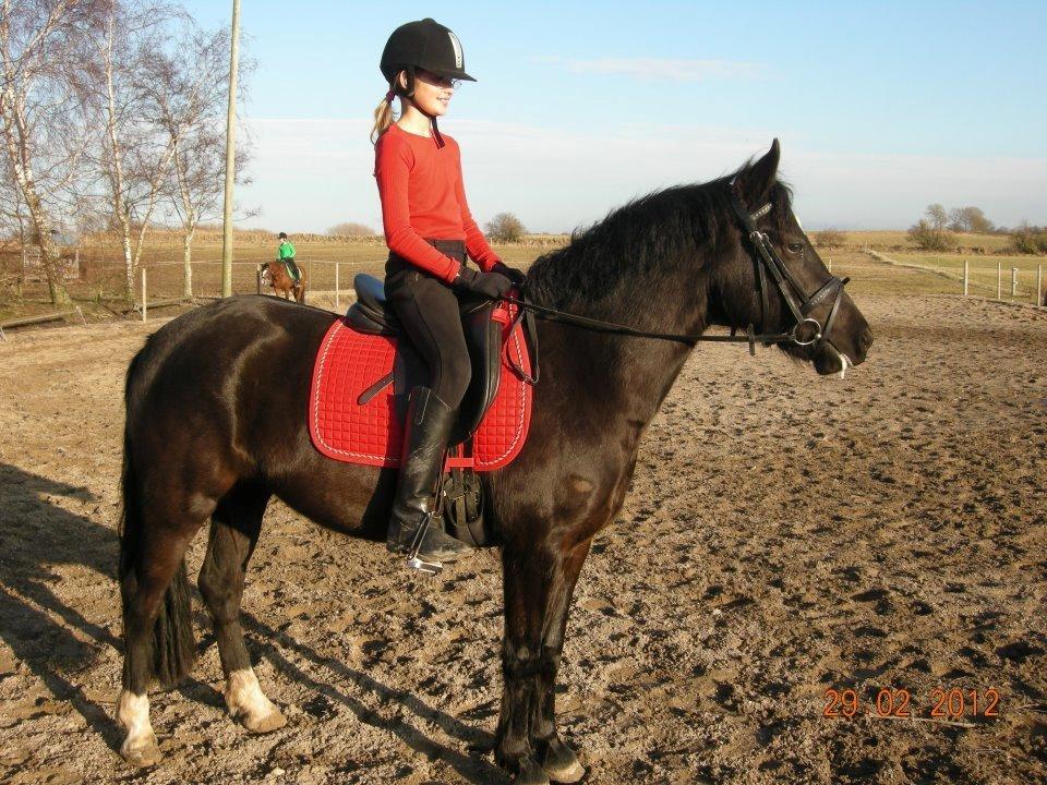 New Forest Birkilds Felicia - Tak for du så min profil:) billede 14