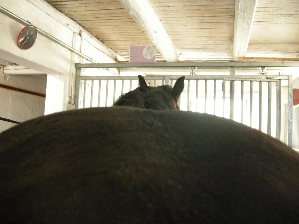 New Forest Birkilds Felicia - se min store rumpe billede 9