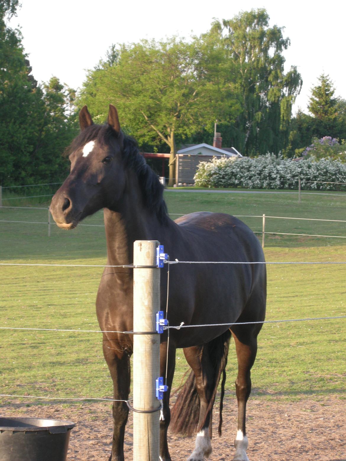 New Forest Birkilds Felicia - hvor er de andre henne billede 3