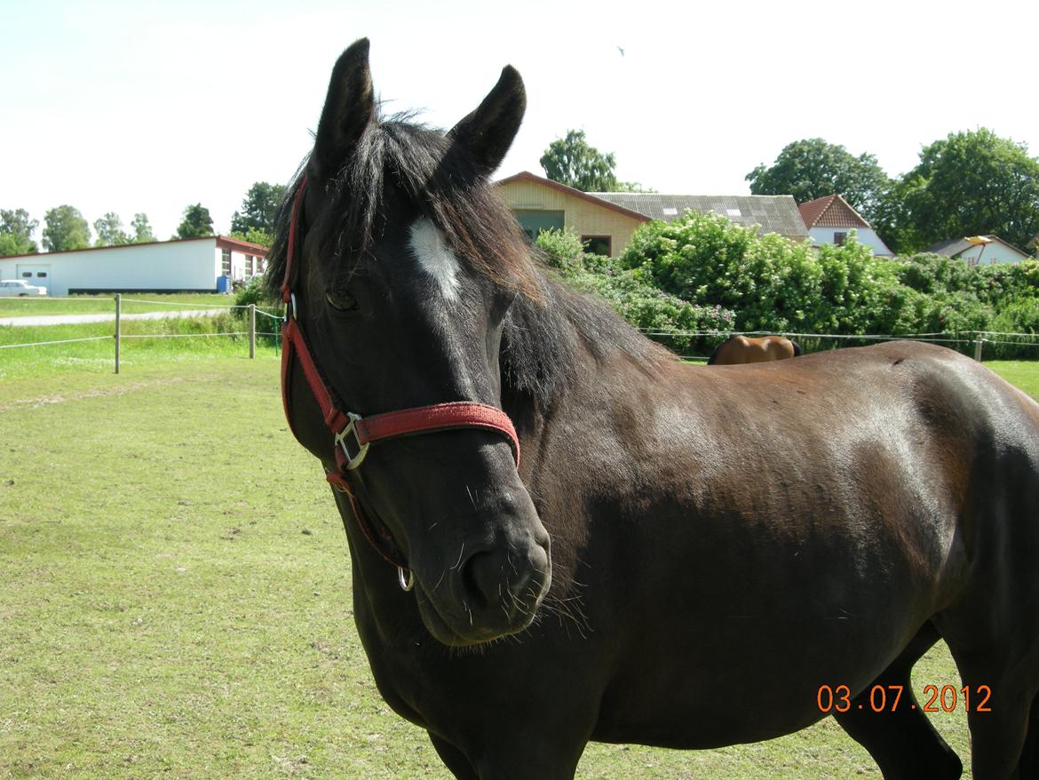 New Forest Birkilds Felicia - er jeg ikke bare fin billede 10