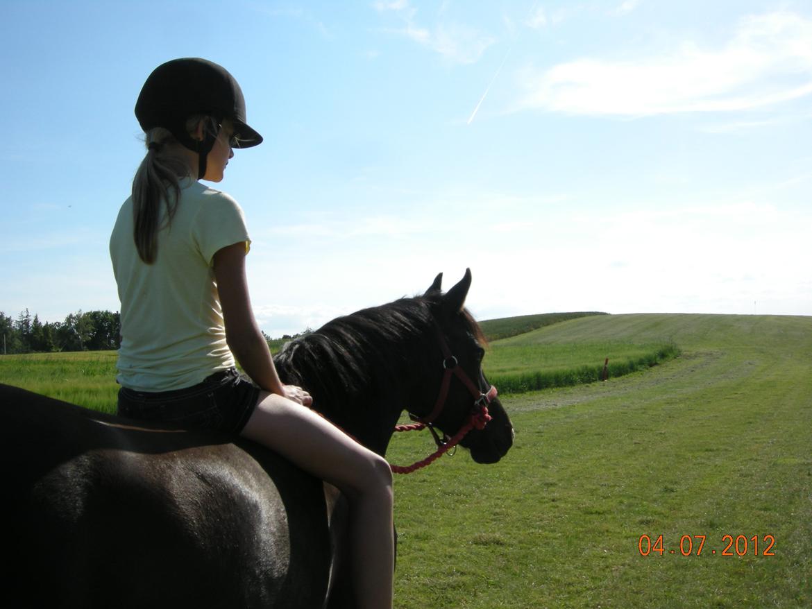 New Forest Birkilds Felicia - En lille hyggetur billede 2