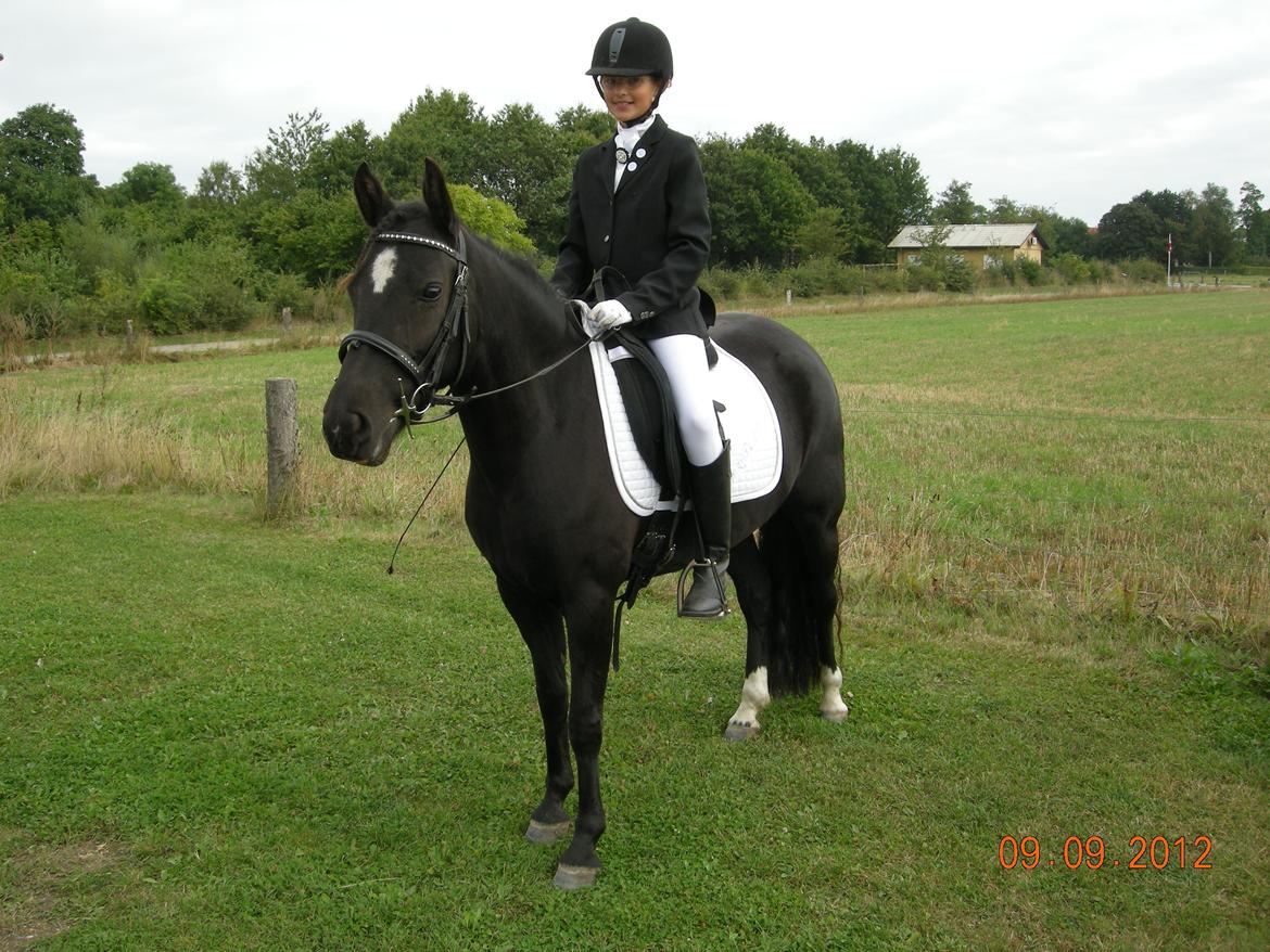 New Forest Birkilds Felicia - Til stævne billede 5