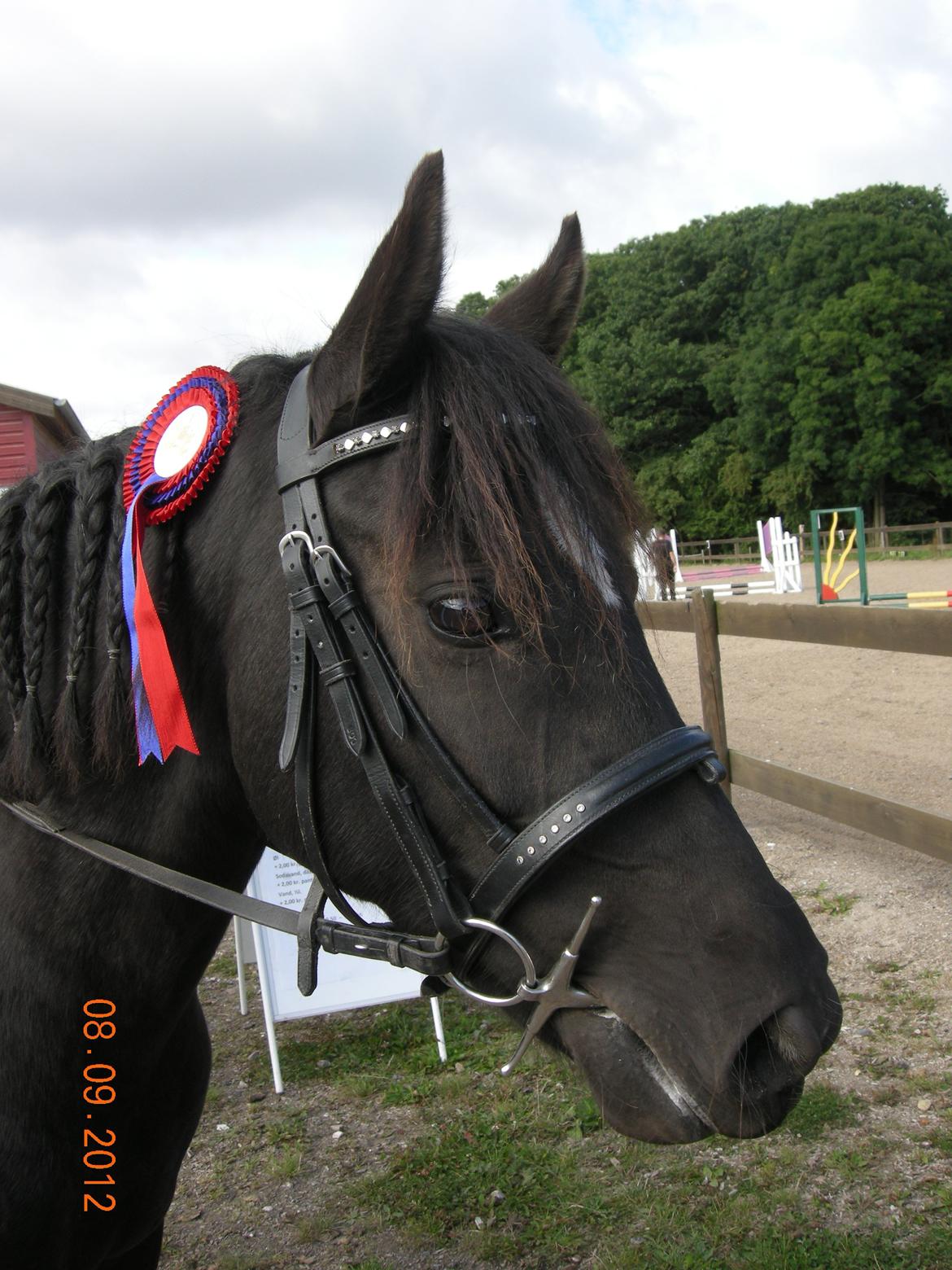 New Forest Birkilds Felicia - Jeg fik en sløjfe billede 12