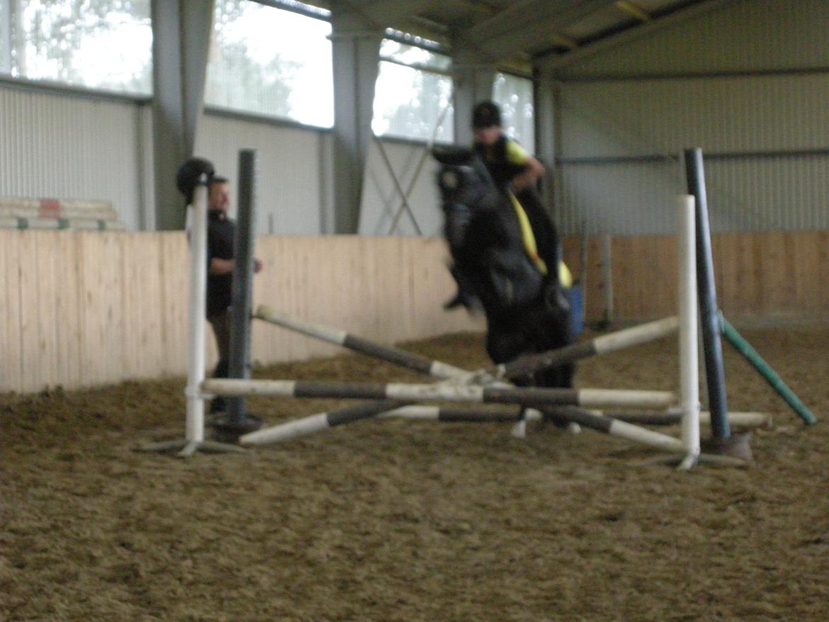 New Forest Birkilds Felicia - Til springundervisning billede 13