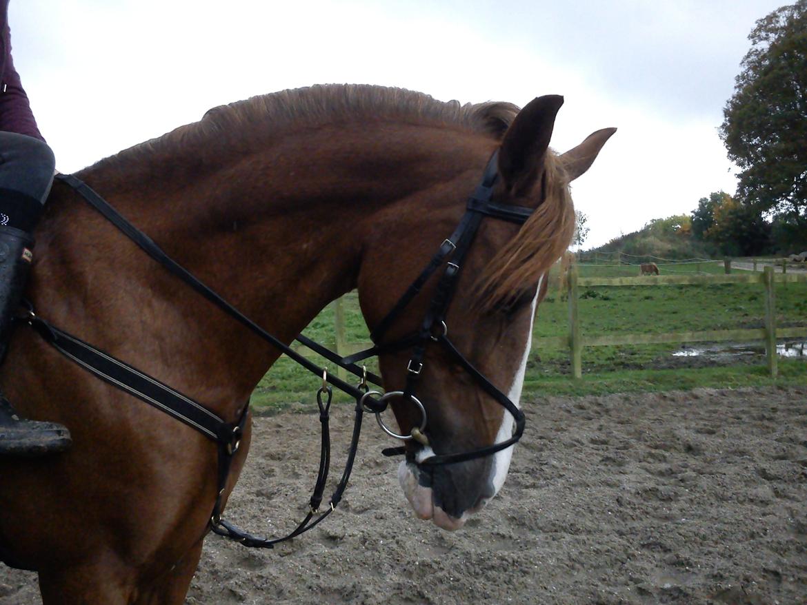 Welsh Cob (sec D) Okali D'alloue * Drømme ponyen* - smukke<3<3 billede 10