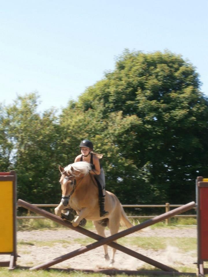 Haflinger Luca (guldponyen) - Sommer hygge med lidt spring :)<3 billede 5