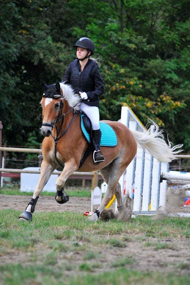 Haflinger Luca (guldponyen) - Klubmester i spring for pony 2012! :D billede 2