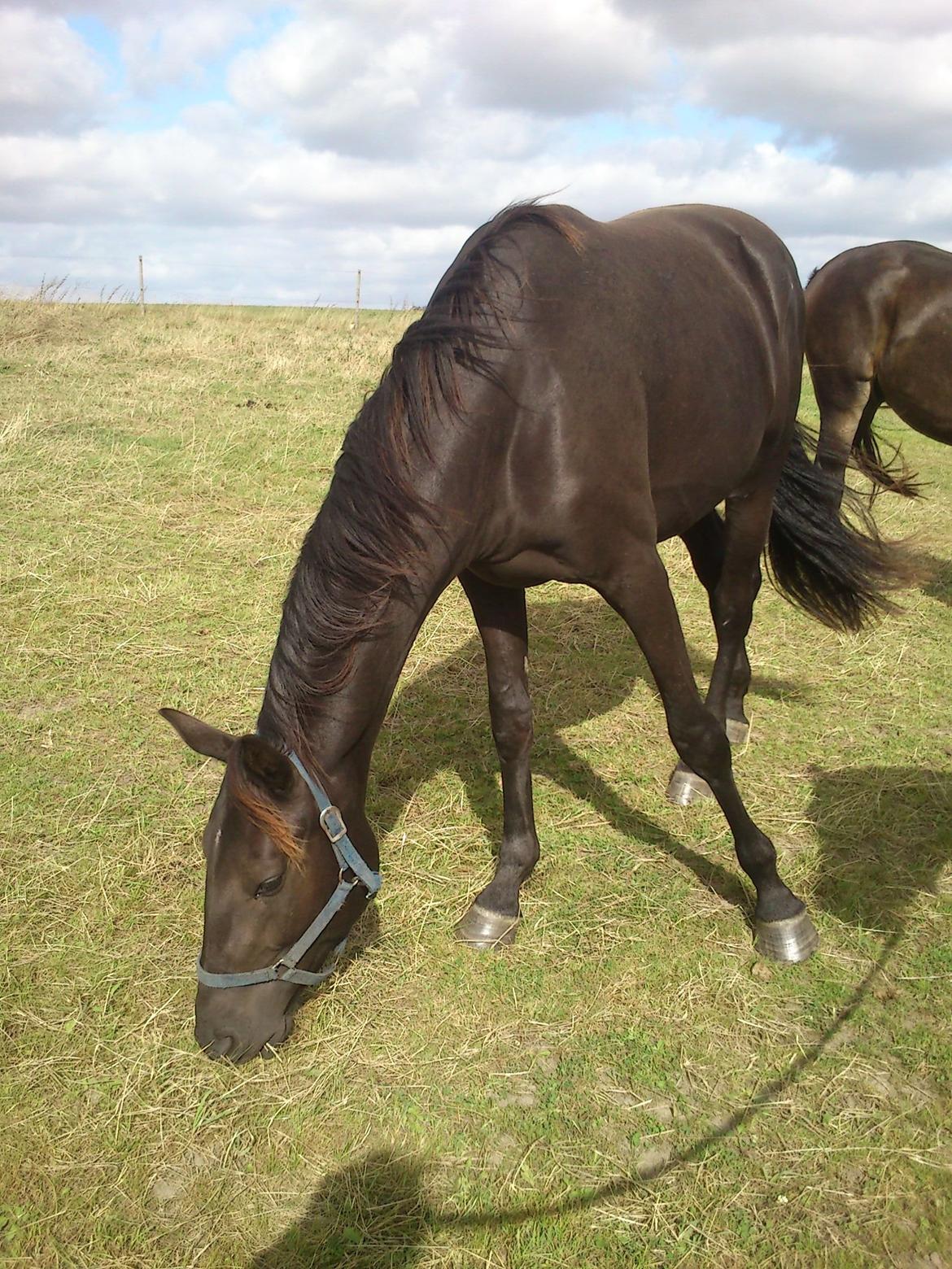 Dansk Varmblod Ryttergaardens Lawinsky solgt billede 9
