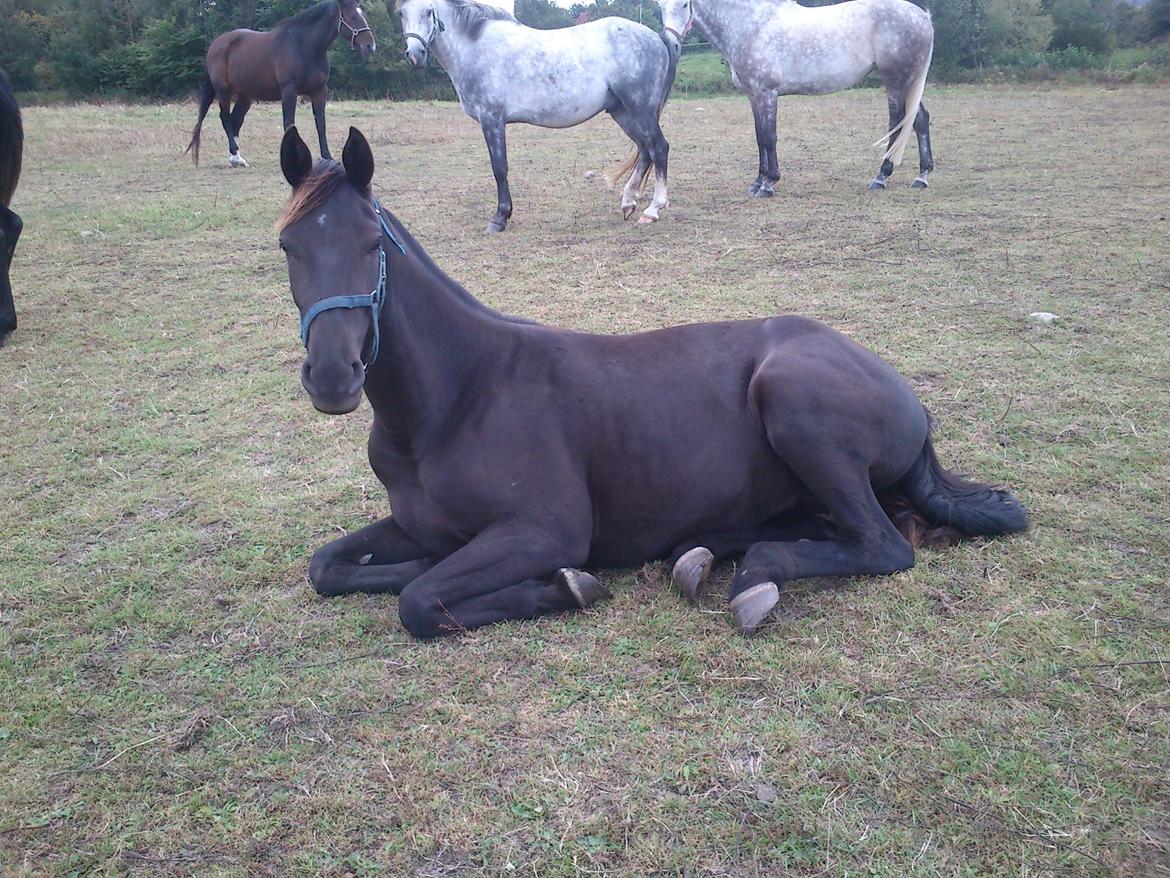 Dansk Varmblod Ryttergaardens Lawinsky solgt - ligger og tager en slapper billede 10