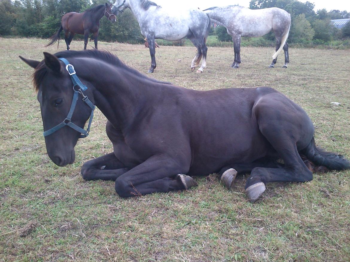 Dansk Varmblod Ryttergaardens Lawinsky solgt billede 11