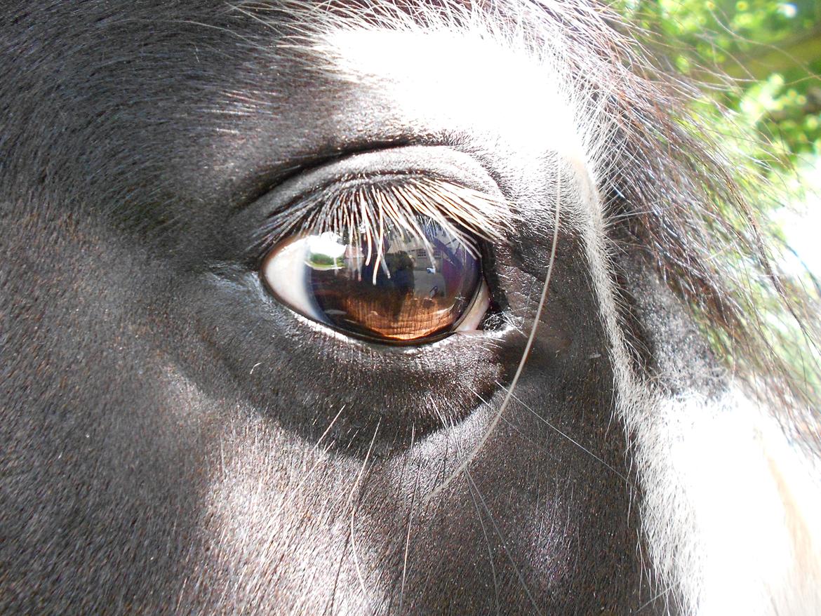 Irish Cob Plet (Hotspot<3) - Hans smukke øje <333 billede 13